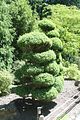 155 - Butchard Gardens  - IMG_1717
